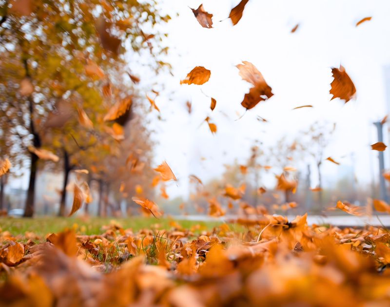 落ち葉が舞う11月の景色
